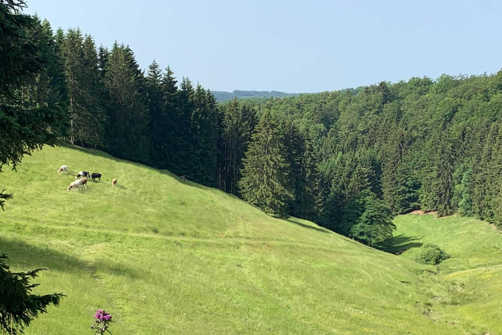 Romantikhütte Neuastenberg Winterberg Exterior foto